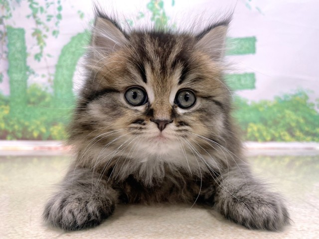 滋賀県のミヌエット (Coo&RIKUアヤハディオ水口店/2025年10月21日生まれ/男の子/ブラウンタビー)の子猫