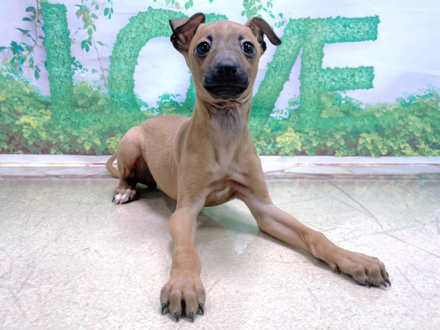 大阪府のイタリアングレーハウンド (Coo&RIKU枚方店/2025年10月23日生まれ/女の子/フォーン)の子犬の1枚目の画像