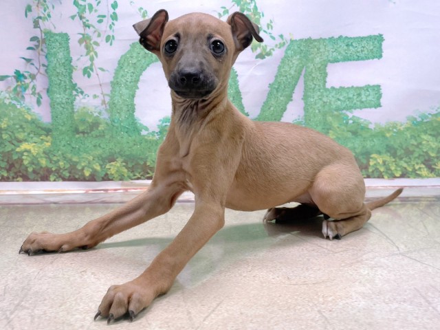 大阪府のイタリアングレーハウンド (Coo&RIKU枚方店/2025年10月23日生まれ/女の子/フォーン)の子犬の2枚目の画像