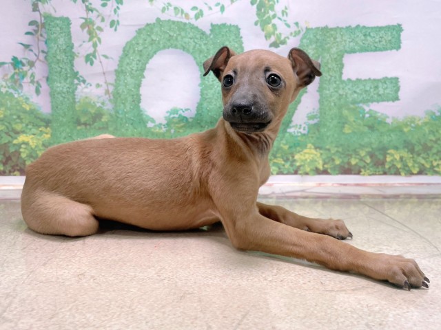 大阪府のイタリアングレーハウンド (Coo&RIKU枚方店/2025年10月23日生まれ/女の子/フォーン)の子犬の3枚目の画像