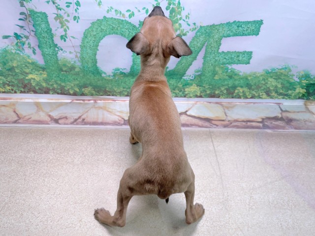 大阪府のイタリアングレーハウンド (Coo&RIKU枚方店/2025年10月23日生まれ/女の子/フォーン)の子犬の4枚目の画像