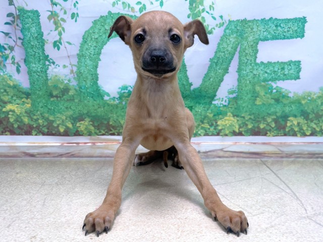 滋賀県のイタリアングレーハウンド (Coo&RIKU長浜店/2025年10月23日生まれ/女の子/フォーン)の子犬の1枚目の画像