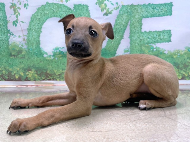 滋賀県のイタリアングレーハウンド (Coo&RIKU長浜店/2025年10月23日生まれ/女の子/フォーン)の子犬の2枚目の画像