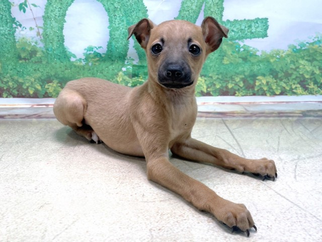 滋賀県のイタリアングレーハウンド (Coo&RIKU長浜店/2025年10月23日生まれ/女の子/フォーン)の子犬の3枚目の画像