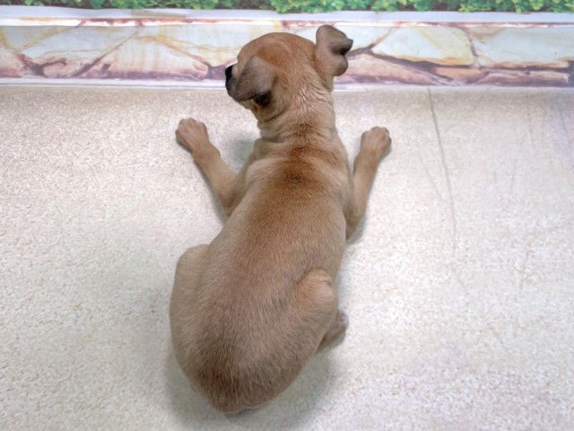 滋賀県のイタリアングレーハウンド (Coo&RIKU長浜店/2025年10月23日生まれ/女の子/フォーン)の子犬の4枚目の画像