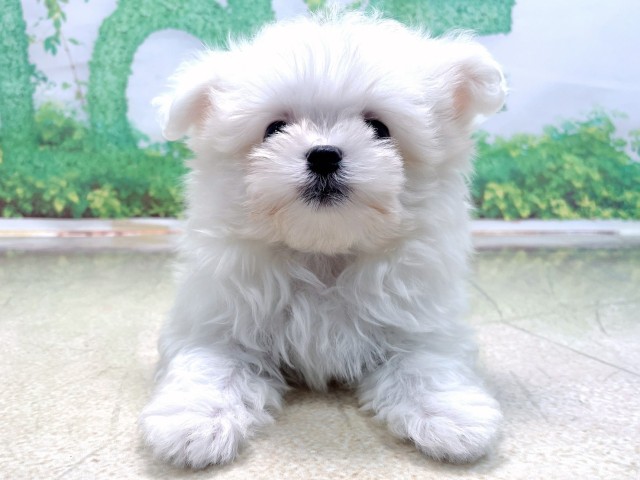 京都府のポメマル/マルポメ(ポメラニアン×マルチーズ) (Coo&RIKU舞鶴店/2025年10月22日生まれ/女の子/ホワイト)の子犬の1枚目の画像