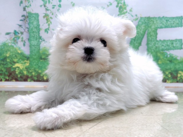 京都府のポメマル/マルポメ(ポメラニアン×マルチーズ) (Coo&RIKU舞鶴店/2025年10月22日生まれ/女の子/ホワイト)の子犬の2枚目の画像