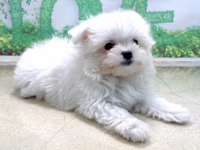 京都府のポメマル/マルポメ(ポメラニアン×マルチーズ) (Coo&RIKU舞鶴店/2025年10月22日生まれ/女の子/ホワイト)の子犬の3枚目の画像