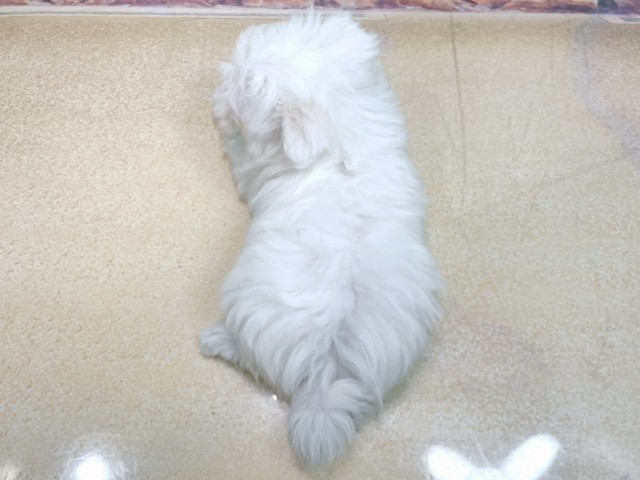 京都府のポメマル/マルポメ(ポメラニアン×マルチーズ) (Coo&RIKU舞鶴店/2025年10月22日生まれ/女の子/ホワイト)の子犬の4枚目の画像