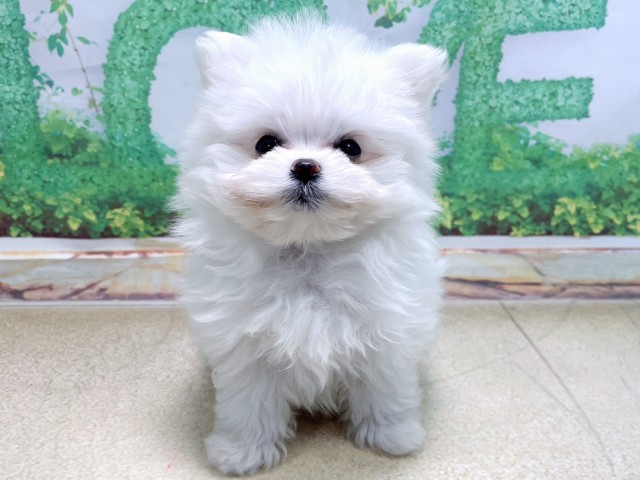 大阪府のポメマル/マルポメ(ポメラニアン×マルチーズ) (Coo&RIKU天王寺店/2025年10月22日生まれ/女の子/ホワイト)の子犬の1枚目の画像