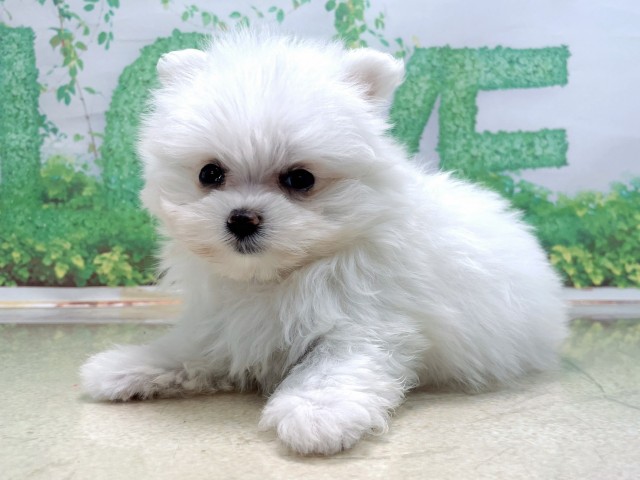 大阪府のポメマル/マルポメ(ポメラニアン×マルチーズ) (Coo&RIKU天王寺店/2025年10月22日生まれ/女の子/ホワイト)の子犬の2枚目の画像