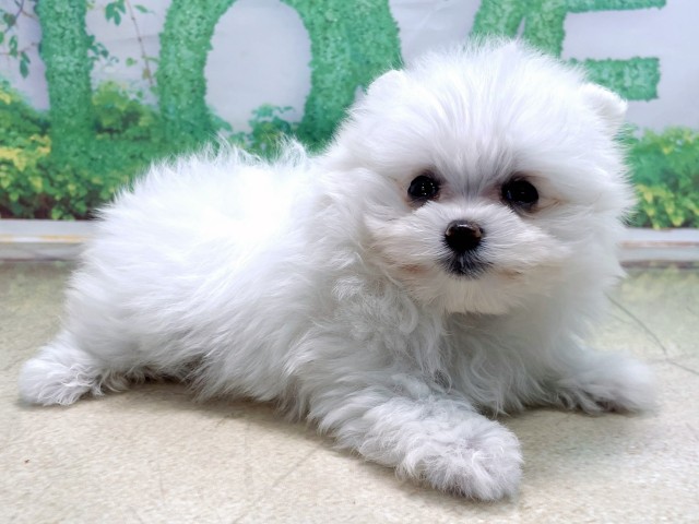 大阪府のポメマル/マルポメ(ポメラニアン×マルチーズ) (Coo&RIKU天王寺店/2025年10月22日生まれ/女の子/ホワイト)の子犬の3枚目の画像