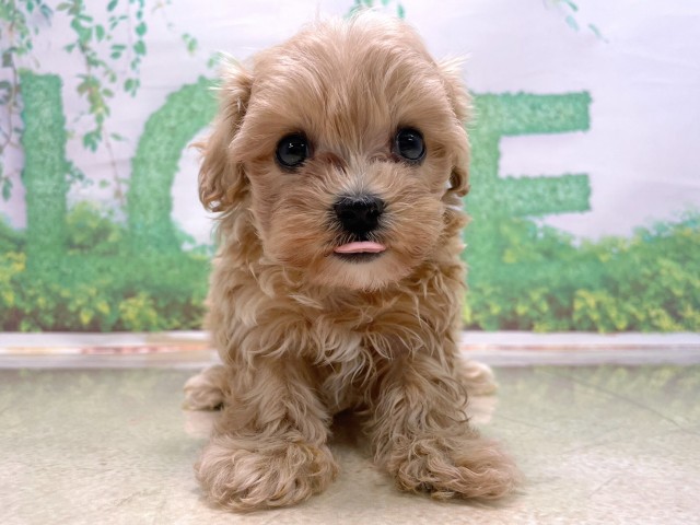 兵庫県のマルプー(マルチーズ×プードル) (Coo&RIKU三木店/2025年10月22日生まれ/女の子/クリーム)の子犬の1枚目の画像