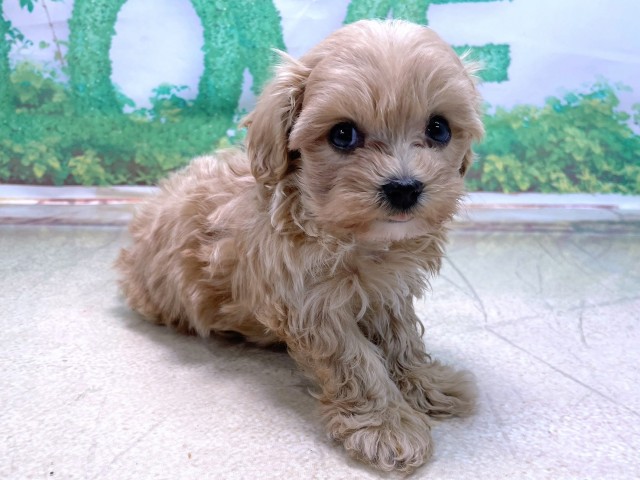 兵庫県のマルプー(マルチーズ×プードル) (Coo&RIKU三木店/2025年10月22日生まれ/女の子/クリーム)の子犬の2枚目の画像