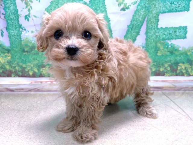 兵庫県のマルプー(マルチーズ×プードル) (Coo&RIKU三木店/2025年10月22日生まれ/女の子/クリーム)の子犬の3枚目の画像