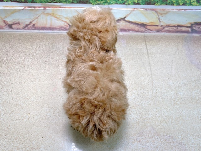 兵庫県のマルプー(マルチーズ×プードル) (Coo&RIKU三木店/2025年10月22日生まれ/女の子/クリーム)の子犬の4枚目の画像