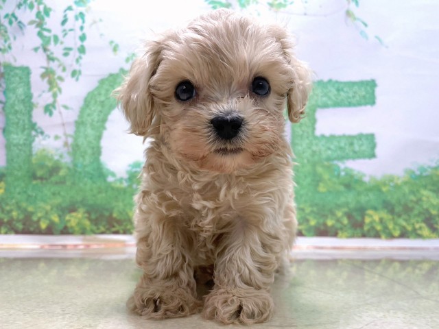 奈良県のマルプー(マルチーズ×プードル) (Coo&RIKU奈良富雄南店/2025年10月22日生まれ/男の子/クリーム)の子犬の1枚目の画像