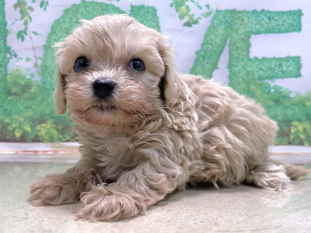 奈良県のマルプー(マルチーズ×プードル) (Coo&RIKU奈良富雄南店/2025年10月22日生まれ/男の子/クリーム)の子犬の2枚目の画像