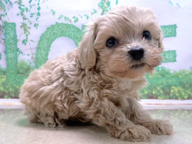 奈良県のマルプー(マルチーズ×プードル) (Coo&RIKU奈良富雄南店/2025年10月22日生まれ/男の子/クリーム)の子犬の3枚目の画像