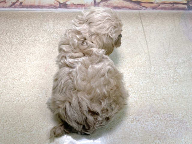 奈良県のマルプー(マルチーズ×プードル) (Coo&RIKU奈良富雄南店/2025年10月22日生まれ/男の子/クリーム)の子犬の4枚目の画像