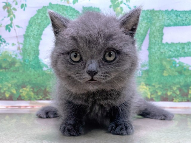 大阪府のブリティッシュショートヘアー (Coo&RIKU和泉店/2025年10月23日生まれ/女の子/ブルー)の子猫の1枚目の画像