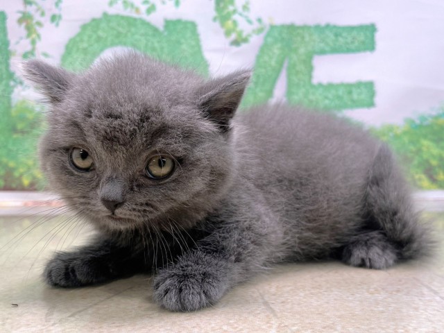 大阪府のブリティッシュショートヘアー (Coo&RIKU和泉店/2025年10月23日生まれ/女の子/ブルー)の子猫の3枚目の画像