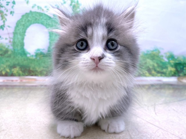 大阪府のマンチカン (Coo&RIKU心斎橋店/2025年10月16日生まれ/男の子/ブルータビーホワイト)の子猫の1枚目の画像