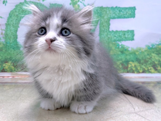 大阪府のマンチカン (Coo&RIKU心斎橋店/2025年10月16日生まれ/男の子/ブルータビーホワイト)の子猫の3枚目の画像