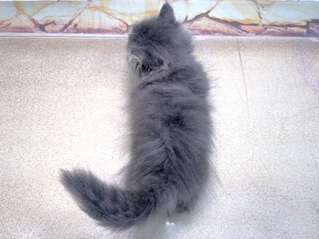 大阪府のマンチカン (Coo&RIKU心斎橋店/2025年10月16日生まれ/男の子/ブルータビーホワイト)の子猫の4枚目の画像