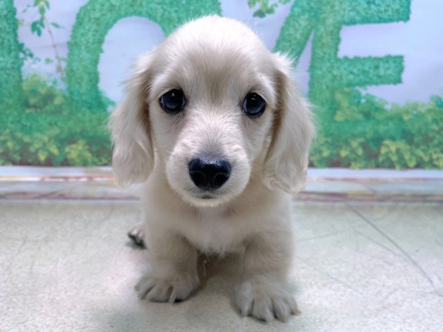 滋賀県のカニンヘンダックスフンド(ロング) (Coo&RIKU長浜店/2025年10月21日生まれ/男の子/イエロー)の子犬の1枚目の画像