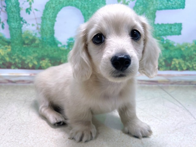 滋賀県のカニンヘンダックスフンド(ロング) (Coo&RIKU長浜店/2025年10月21日生まれ/男の子/イエロー)の子犬の2枚目の画像