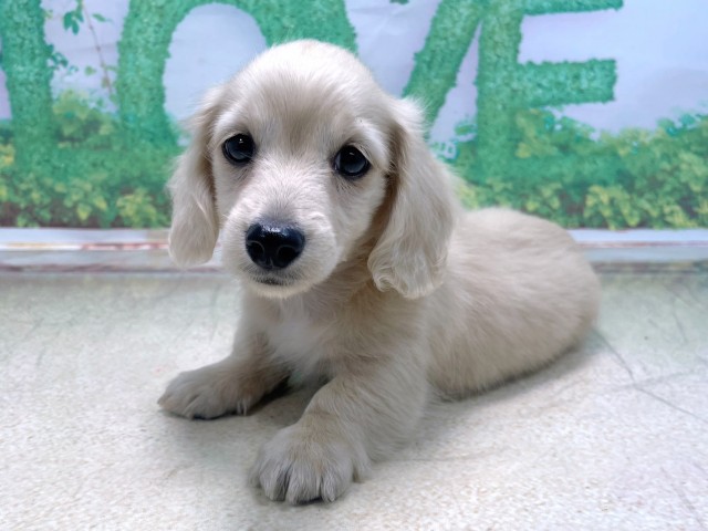 滋賀県のカニンヘンダックスフンド(ロング) (Coo&RIKU長浜店/2025年10月21日生まれ/男の子/イエロー)の子犬の3枚目の画像