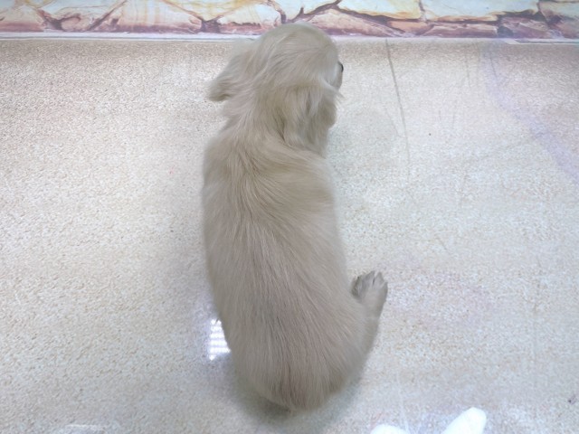 滋賀県のカニンヘンダックスフンド(ロング) (Coo&RIKU長浜店/2025年10月21日生まれ/男の子/イエロー)の子犬の4枚目の画像