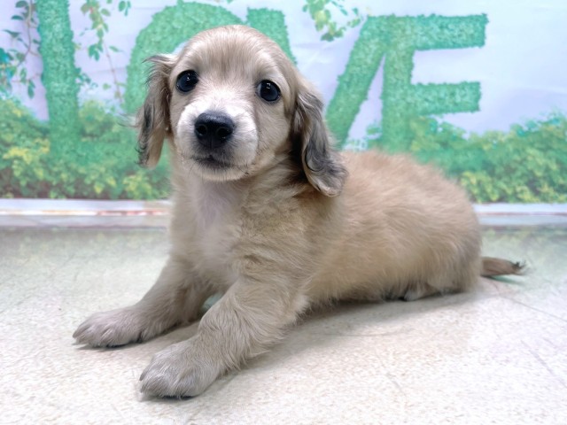 大阪府のカニンヘンダックスフンド(ロング) (Coo&RIKU心斎橋店/2025年10月21日生まれ/男の子/シェーデットイエロー)の子犬の2枚目の画像