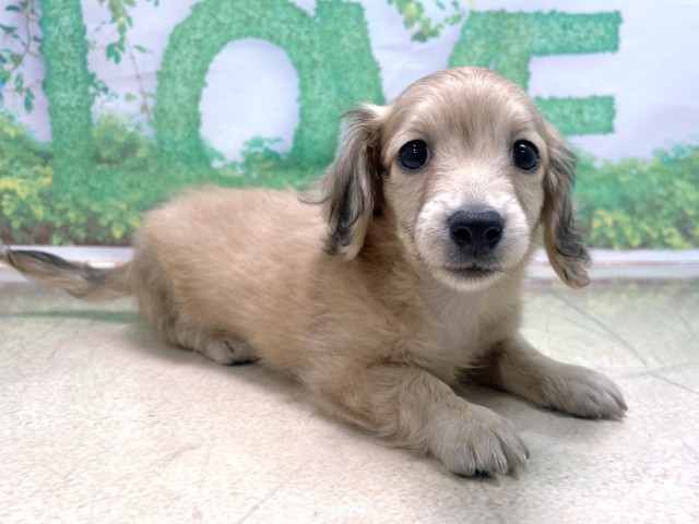 大阪府のカニンヘンダックスフンド(ロング) (Coo&RIKU心斎橋店/2025年10月21日生まれ/男の子/シェーデットイエロー)の子犬の3枚目の画像