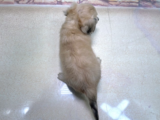 大阪府のカニンヘンダックスフンド(ロング) (Coo&RIKU心斎橋店/2025年10月21日生まれ/男の子/シェーデットイエロー)の子犬の4枚目の画像