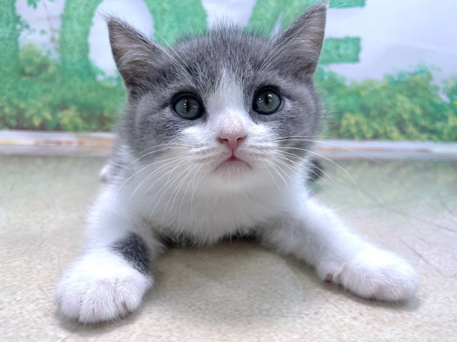 ブリティッシュショートヘアー