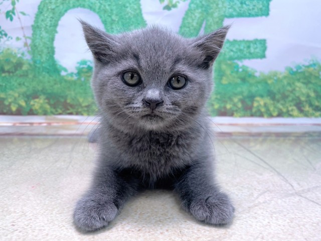 大阪府のブリティッシュショートヘアー (Coo&RIKU梅田店/2025年10月23日生まれ/女の子/ブルー)の子猫の1枚目の画像