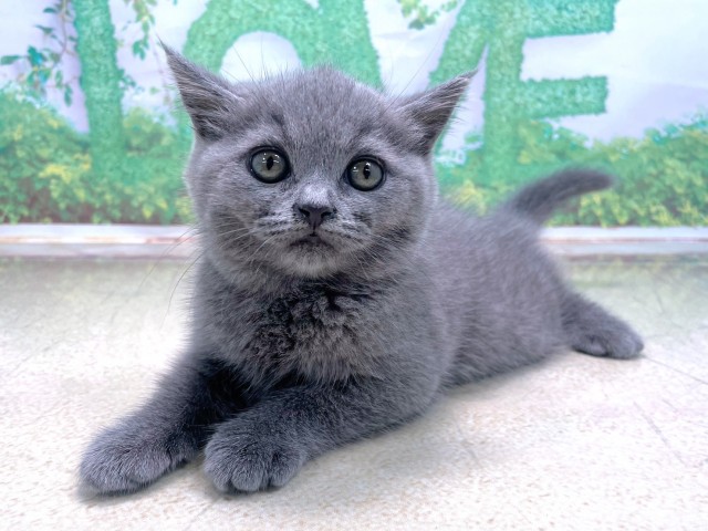 大阪府のブリティッシュショートヘアー (Coo&RIKU梅田店/2025年10月23日生まれ/女の子/ブルー)の子猫の2枚目の画像