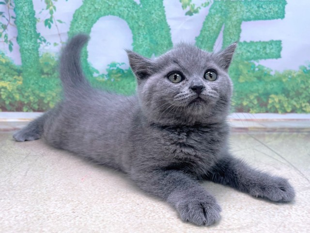 大阪府のブリティッシュショートヘアー (Coo&RIKU梅田店/2025年10月23日生まれ/女の子/ブルー)の子猫の3枚目の画像