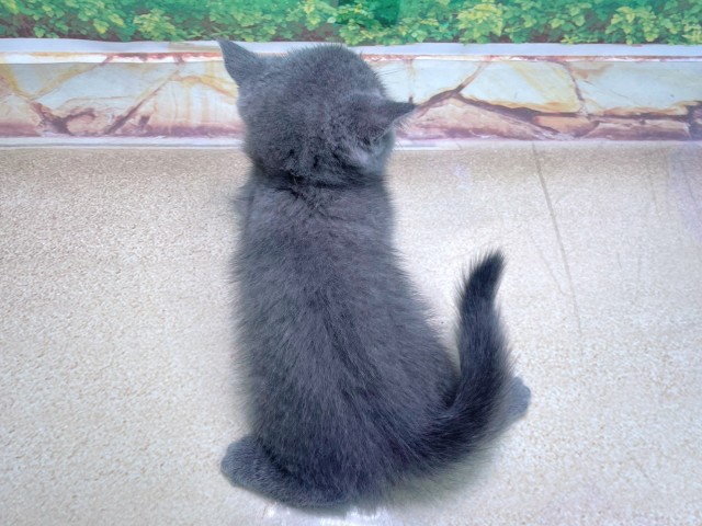 大阪府のブリティッシュショートヘアー (Coo&RIKU梅田店/2025年10月23日生まれ/女の子/ブルー)の子猫の4枚目の画像