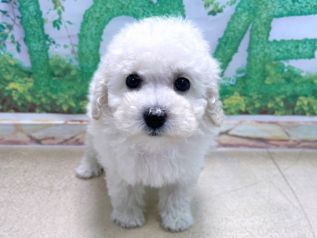 滋賀県のトイプードル(トイ) (Coo&RIKU長浜店/2025年10月13日生まれ/女の子/ホワイト)の子犬の1枚目の画像