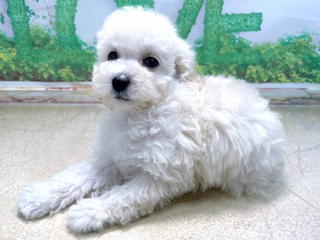 滋賀県のトイプードル(トイ) (Coo&RIKU長浜店/2025年10月13日生まれ/女の子/ホワイト)の子犬の2枚目の画像