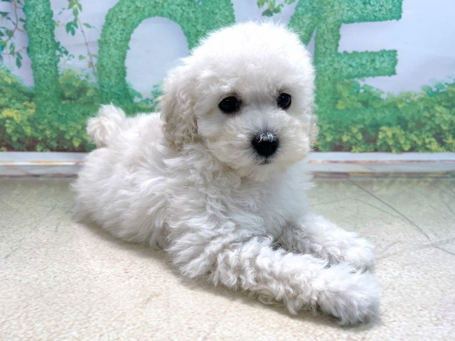 滋賀県のトイプードル(トイ) (Coo&RIKU長浜店/2025年10月13日生まれ/女の子/ホワイト)の子犬の3枚目の画像