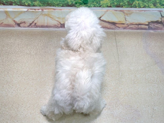 滋賀県のトイプードル(トイ) (Coo&RIKU長浜店/2025年10月13日生まれ/女の子/ホワイト)の子犬の4枚目の画像
