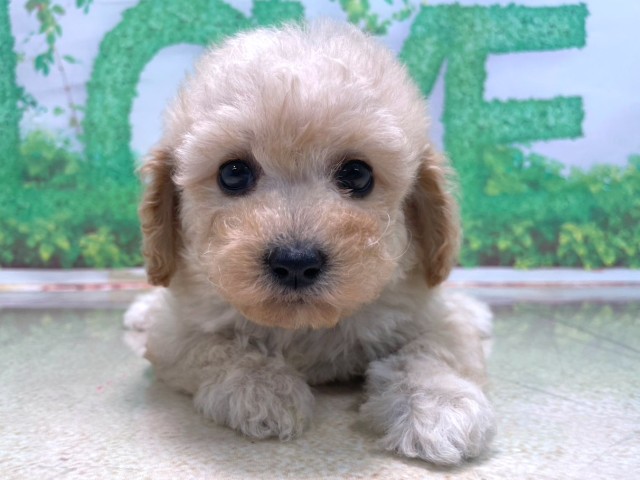 大阪府のトイプードル(トイ) (Coo&RIKU高槻店/2025年10月15日生まれ/男の子/ペールフォーン)の子犬の1枚目の画像