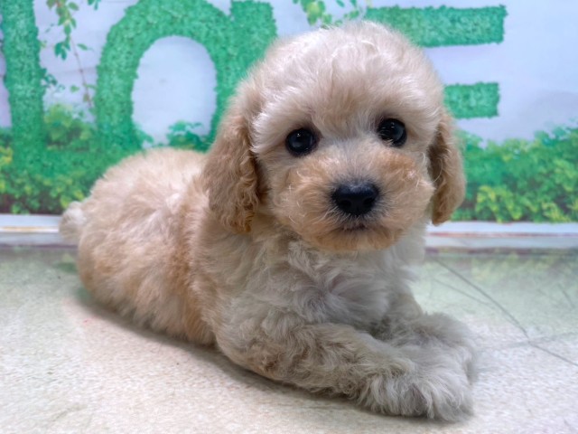 大阪府のトイプードル(トイ) (Coo&RIKU高槻店/2025年10月15日生まれ/男の子/ペールフォーン)の子犬の2枚目の画像