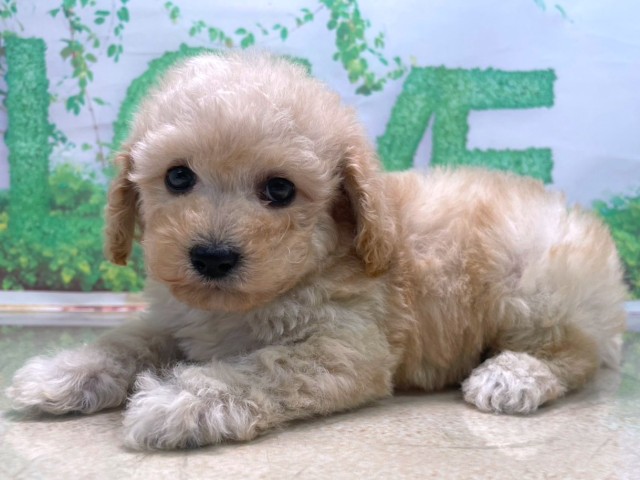 大阪府のトイプードル(トイ) (Coo&RIKU高槻店/2025年10月15日生まれ/男の子/ペールフォーン)の子犬の3枚目の画像