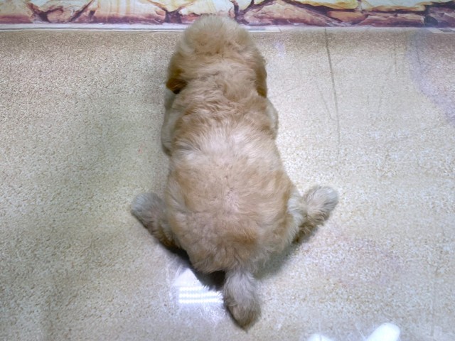 大阪府のトイプードル(トイ) (Coo&RIKU高槻店/2025年10月15日生まれ/男の子/ペールフォーン)の子犬の4枚目の画像