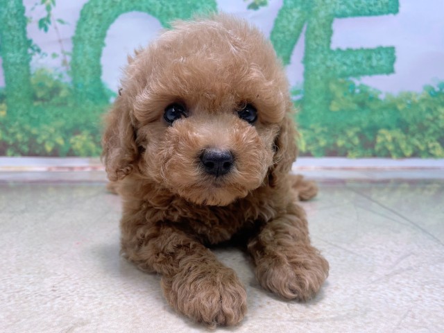 兵庫県のトイプードル(トイ) (Coo&RIKU丹波店/2025年10月15日生まれ/男の子/オレンジフォーン)の子犬の1枚目の画像